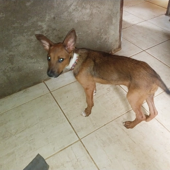 Kiara imagem 2 - Sem Raça Definida