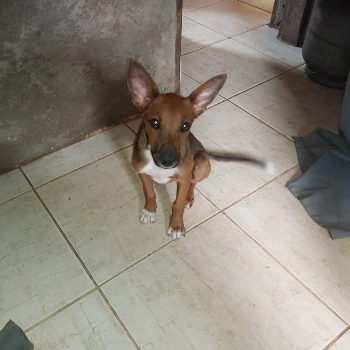 Kiara imagem 3 - Sem Raça Definida