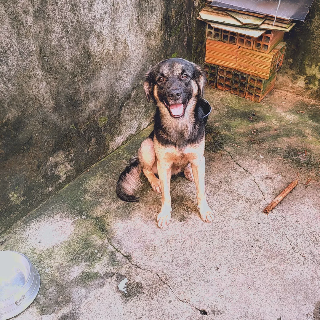 Bob - Sem Raça Definida