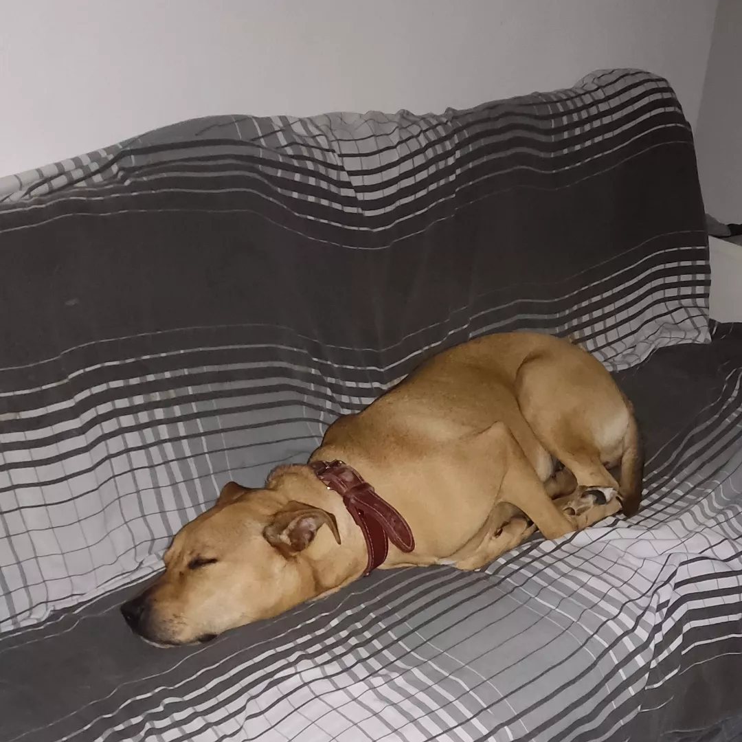 Luna - Sem Raça Definida