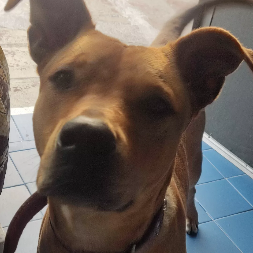 Luna - Sem Raça Definida