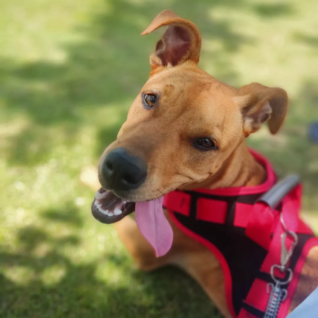 Luna - Sem Raça Definida