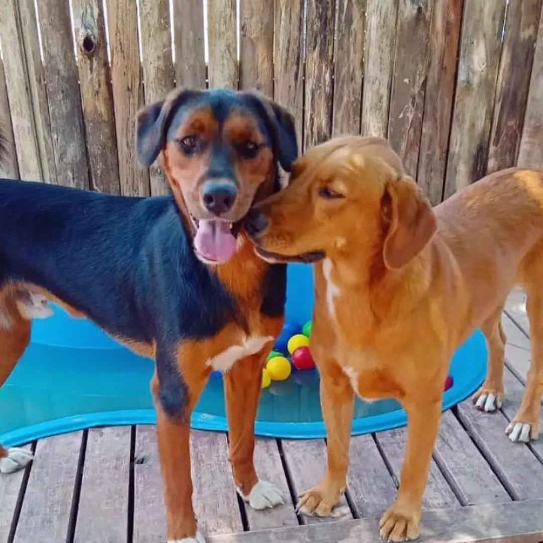 Tony E Caramelo - Sem Raça Definida