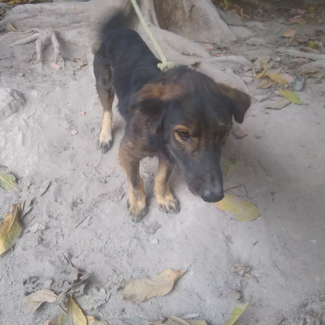 Nenê - Sem Raça Definida