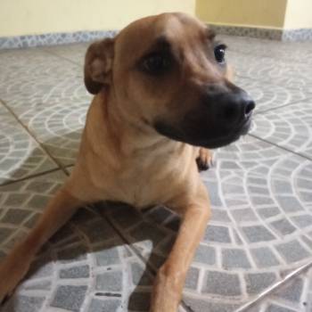 Tobi imagem 1 - 