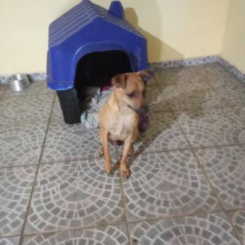 Tobi imagem 3 - 