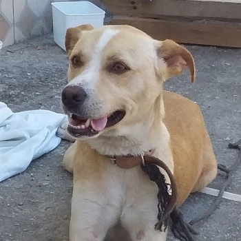 Jhon imagem 1 - Sem Raça Definida
