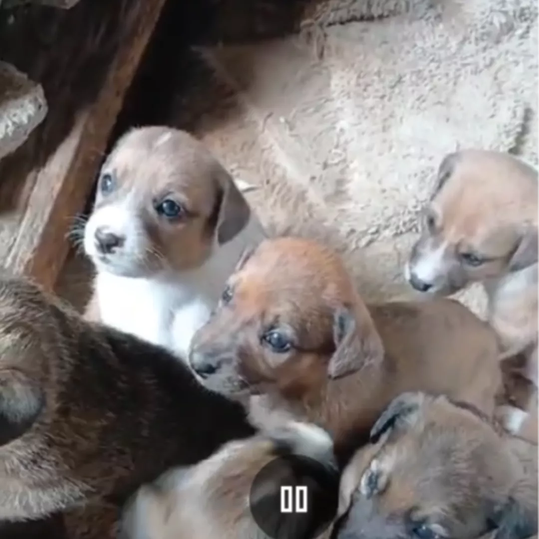 Flora Dora Toddy  Marley Bob Bles - Sem Raça Definida