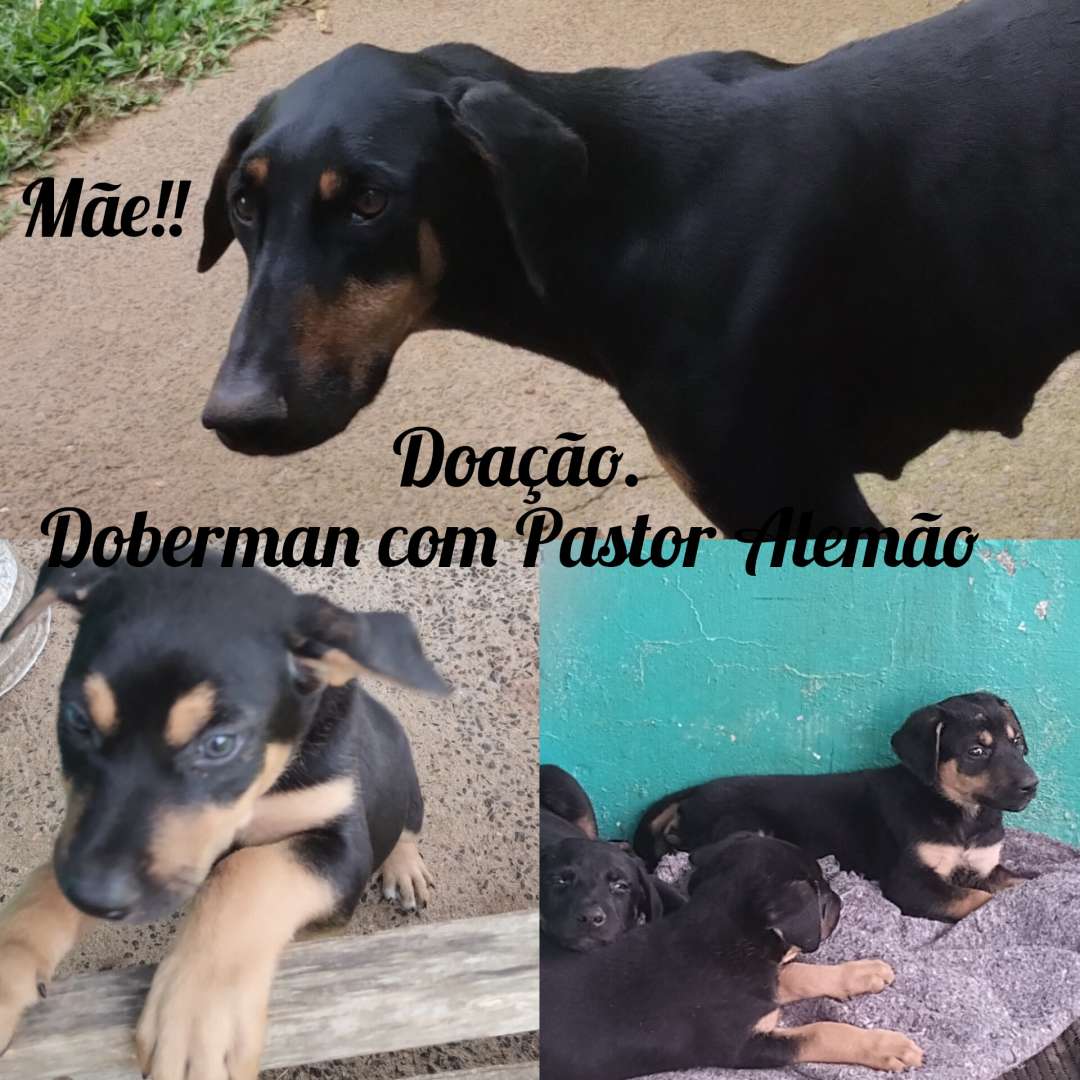 Yolanda Emília Delfino Rodriguez - 