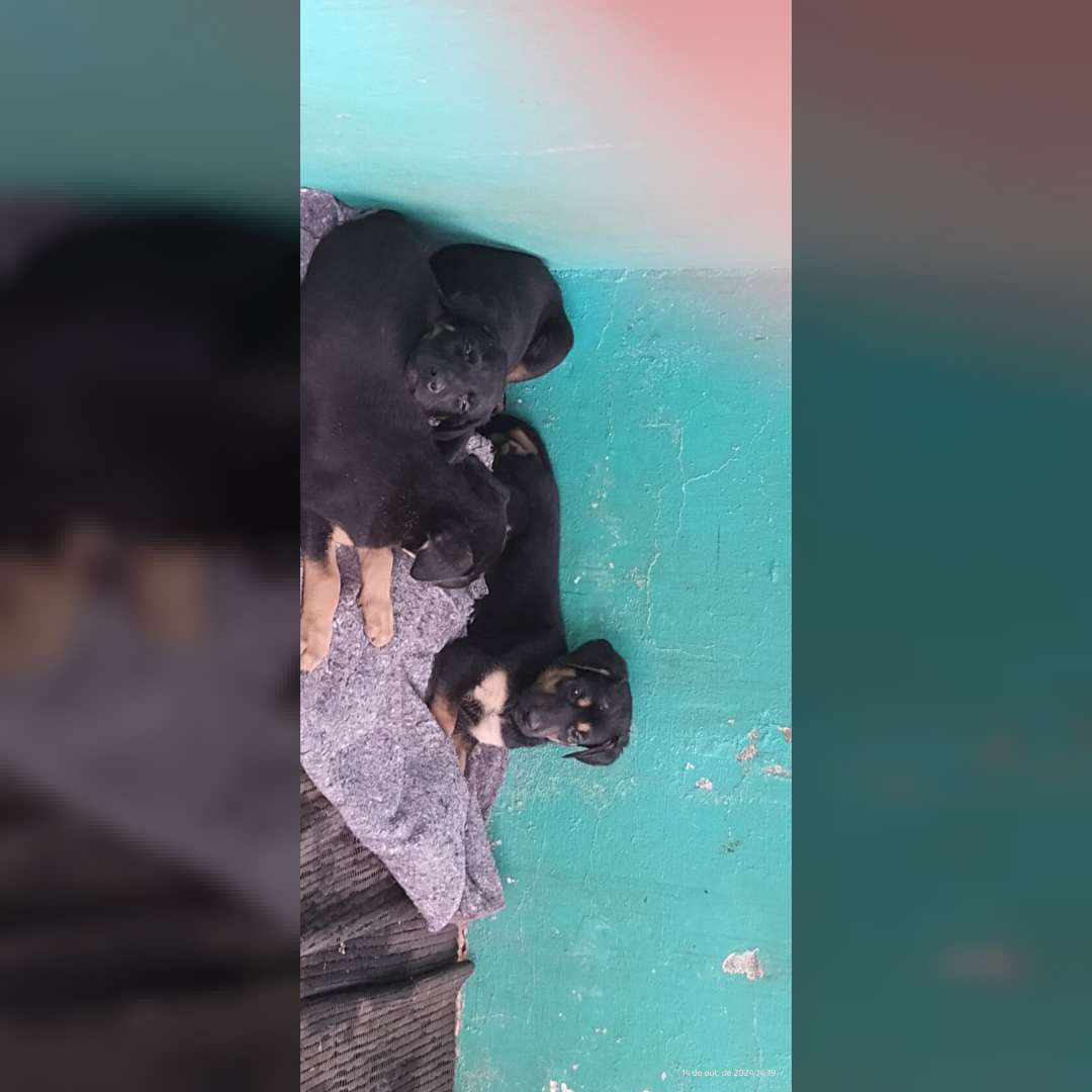 Yolanda Emília Delfino Rodriguez - 