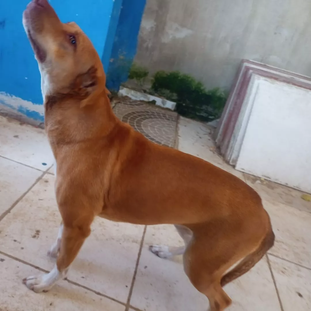 Luna  X Spoque - Sem Raça Definida